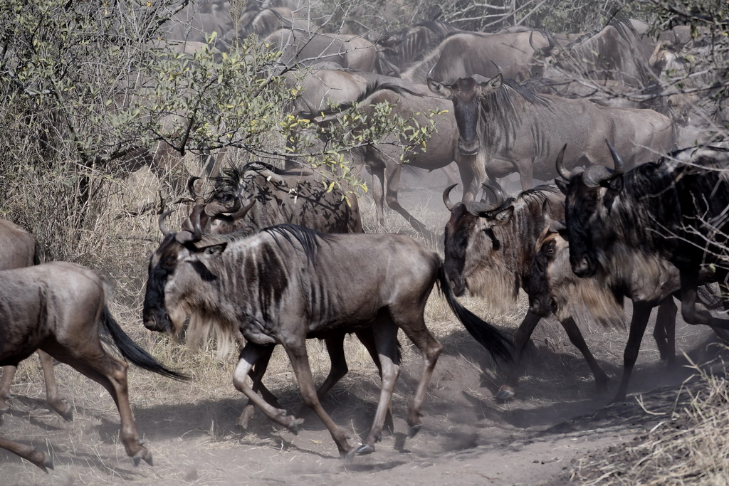 Serengeti Western Corridor